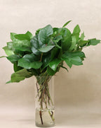 Salal Tips