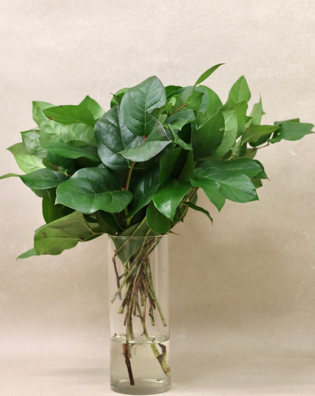 Salal Tips