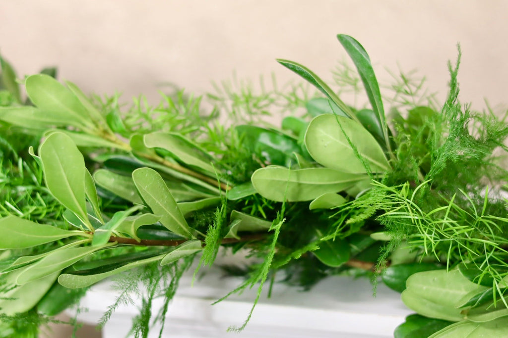 Springeri Plumosa Green Pittosporum Garland