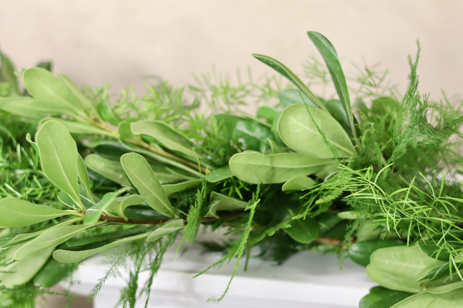 Springeri Plumosa Green Pittosporum Garland