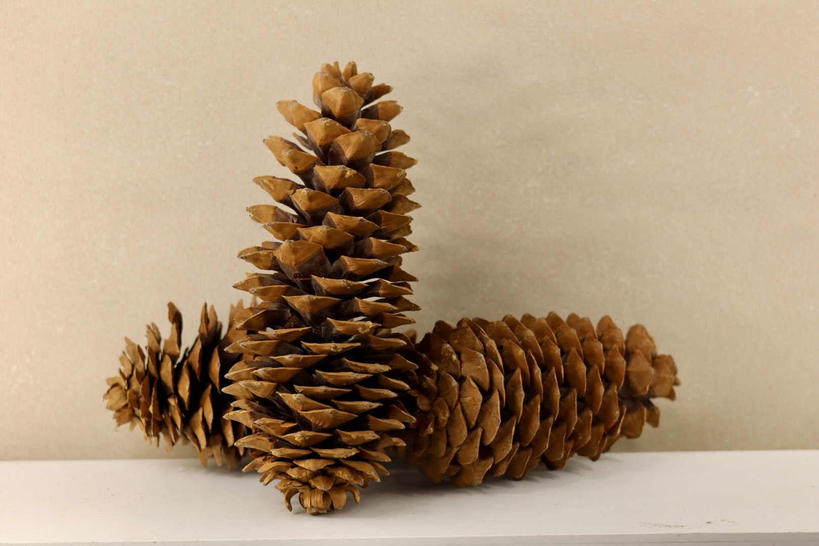 Sugar Cones 10" - 16"