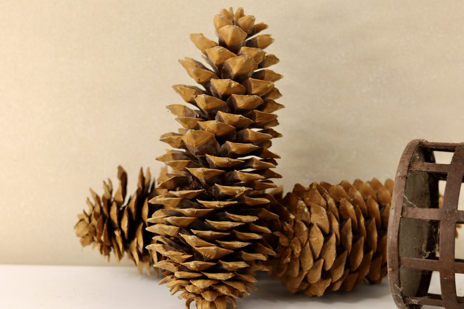Sugar Cones 10" - 16"