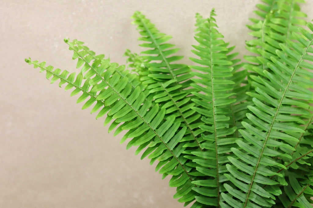 Sword Fern