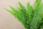 Sword Fern