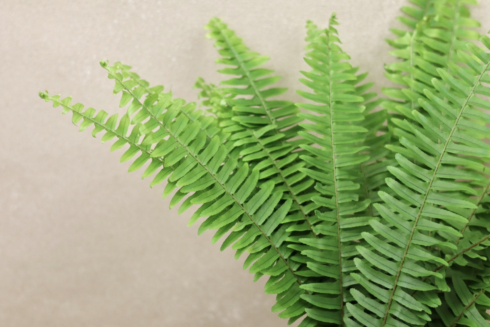 Sword Fern