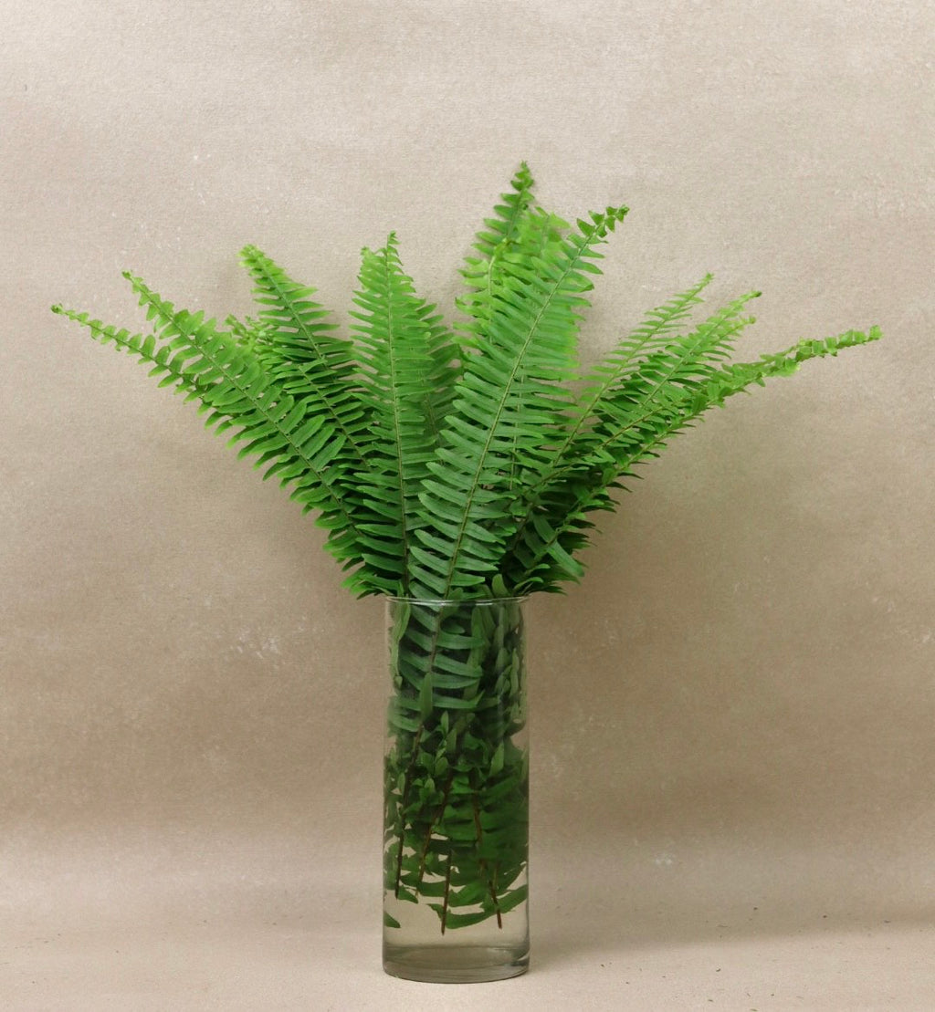 Sword Fern