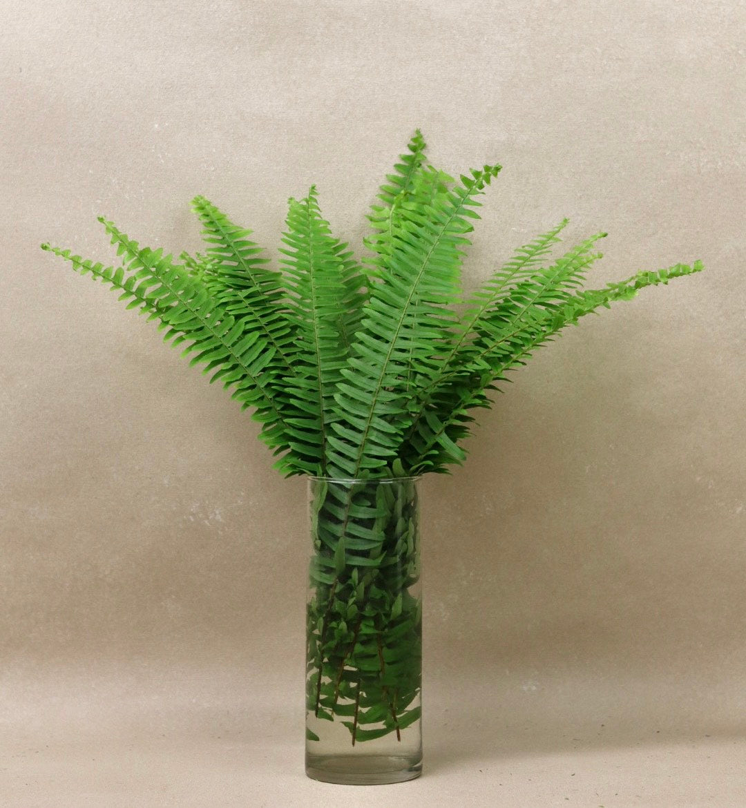 Sword Fern