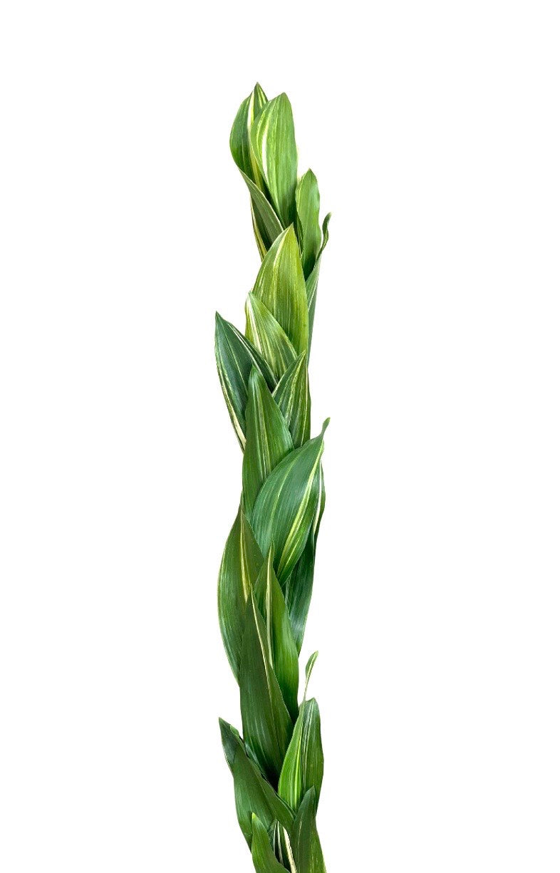 Variegated Aspidistra Garland