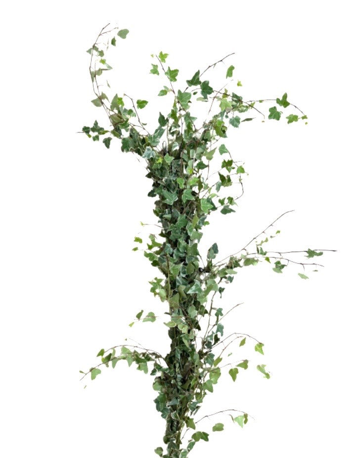 Variegated Ivy Garland