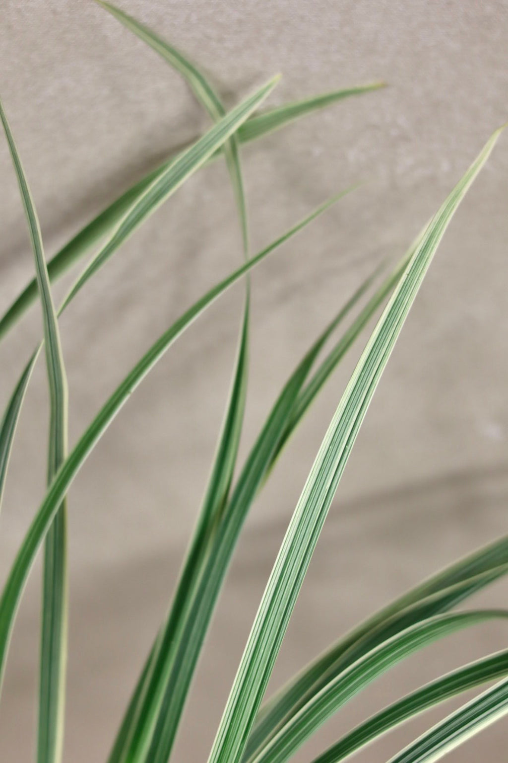 Variegated Lilly Grass