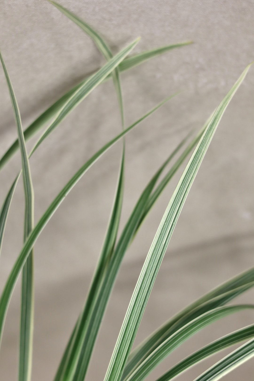 Variegated Lilly Grass