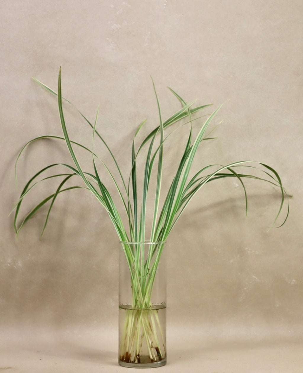 Variegated Lilly Grass