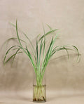 Variegated Lilly Grass