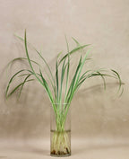Variegated Lilly Grass