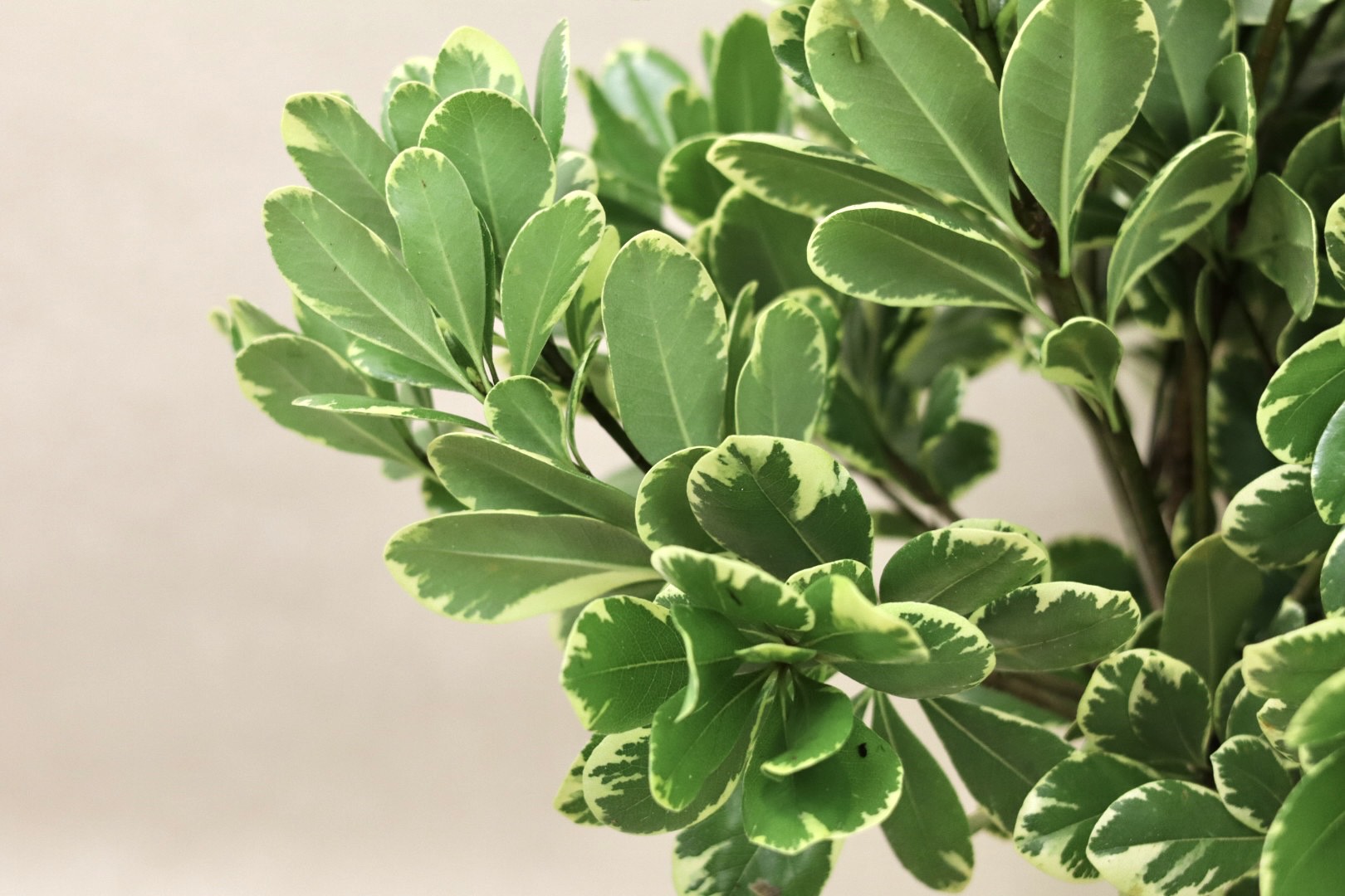 Variegated Pittosporum