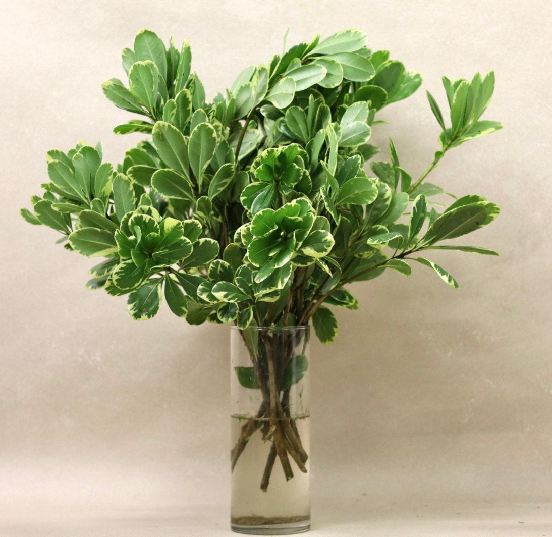 Variegated Pittosporum