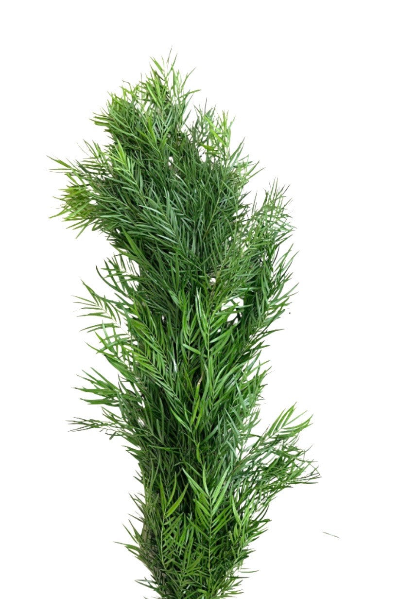 Podocarpus Weeping Garland