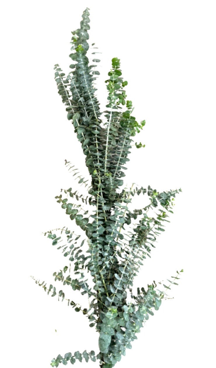 Baby Blue Eucalyptus Garlands