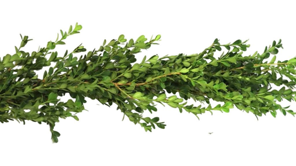 Boxwood Christmas Garland