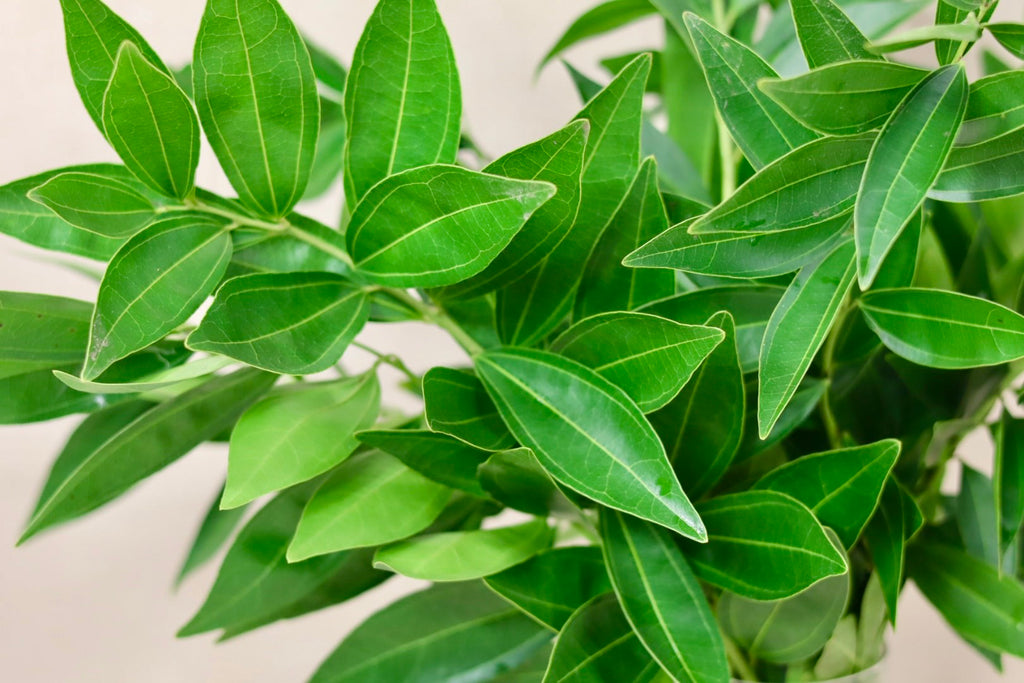 Cocculus