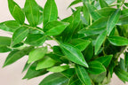 Cocculus