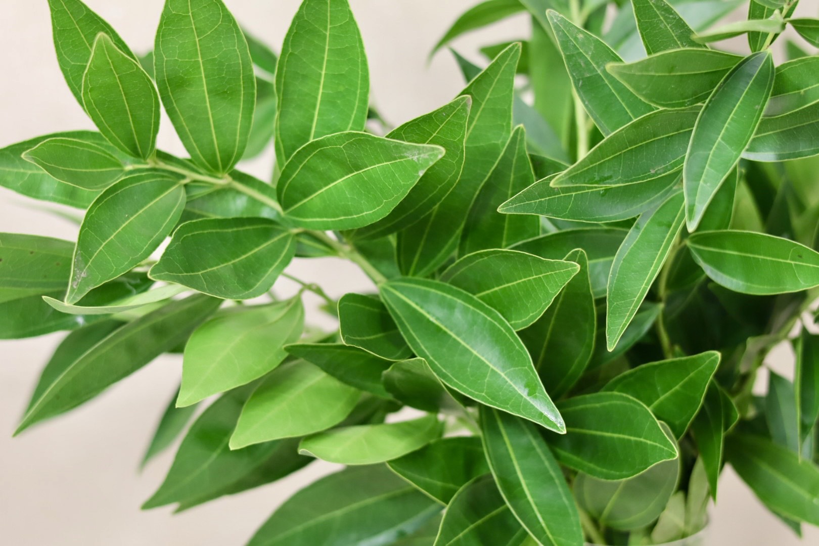 Cocculus