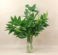 Cocculus