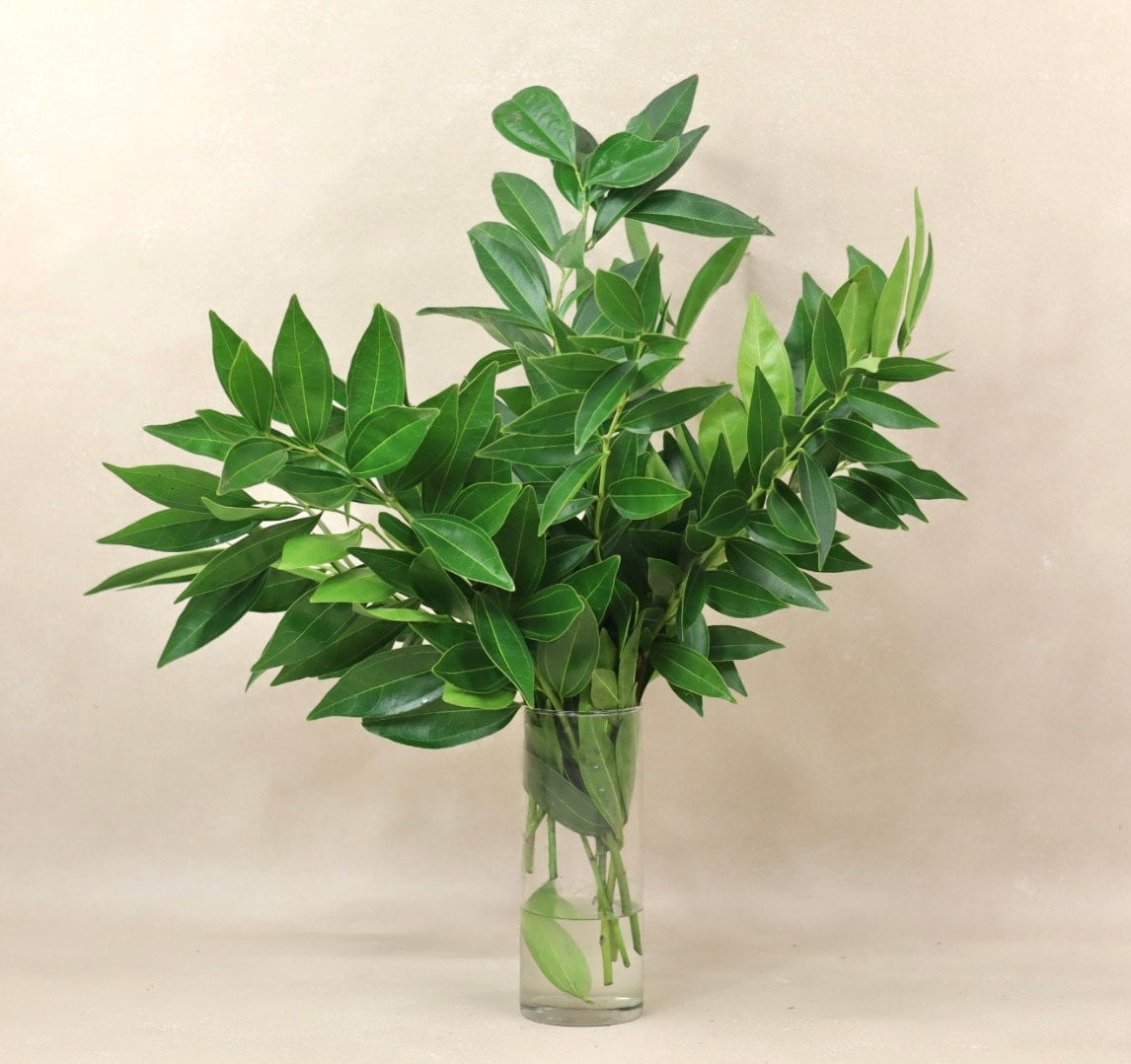 Cocculus