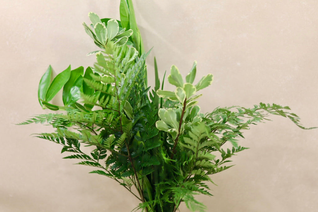Cocculus Mix