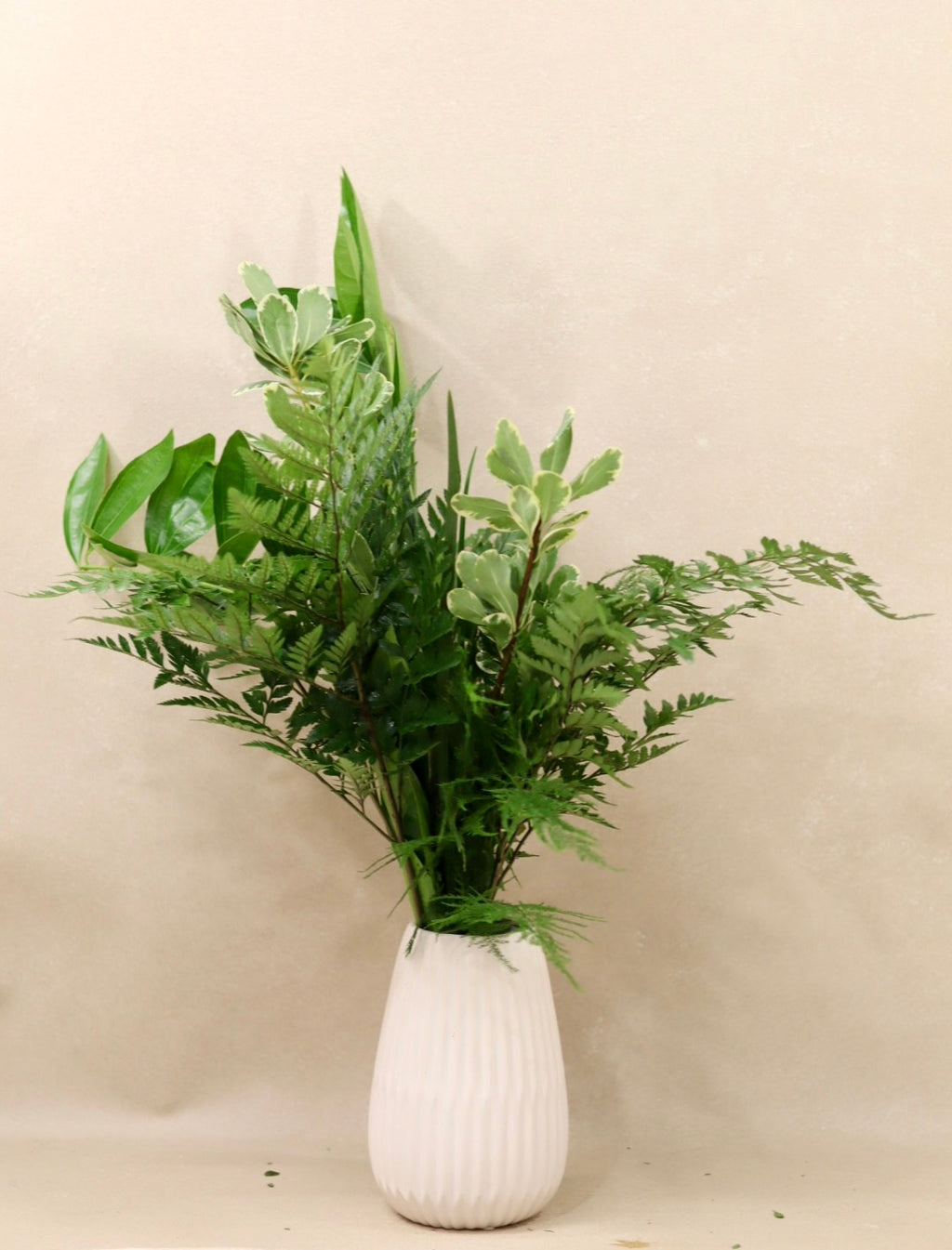 Cocculus Mix