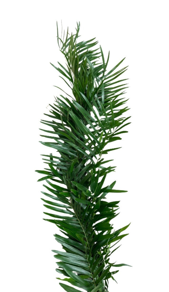 Coontie Garland