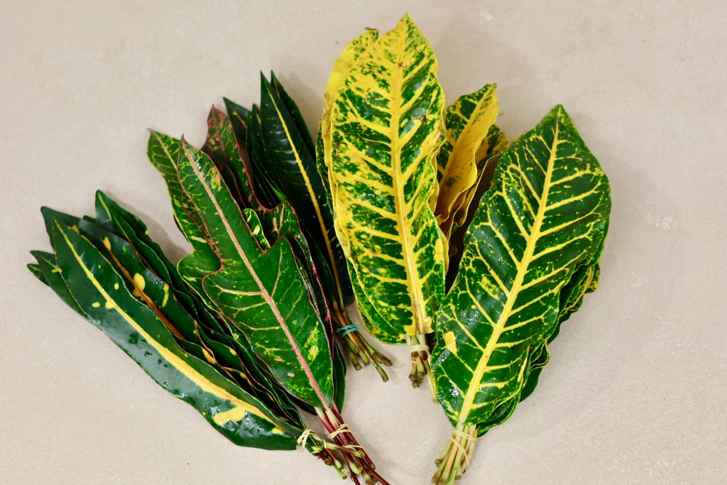 Croton