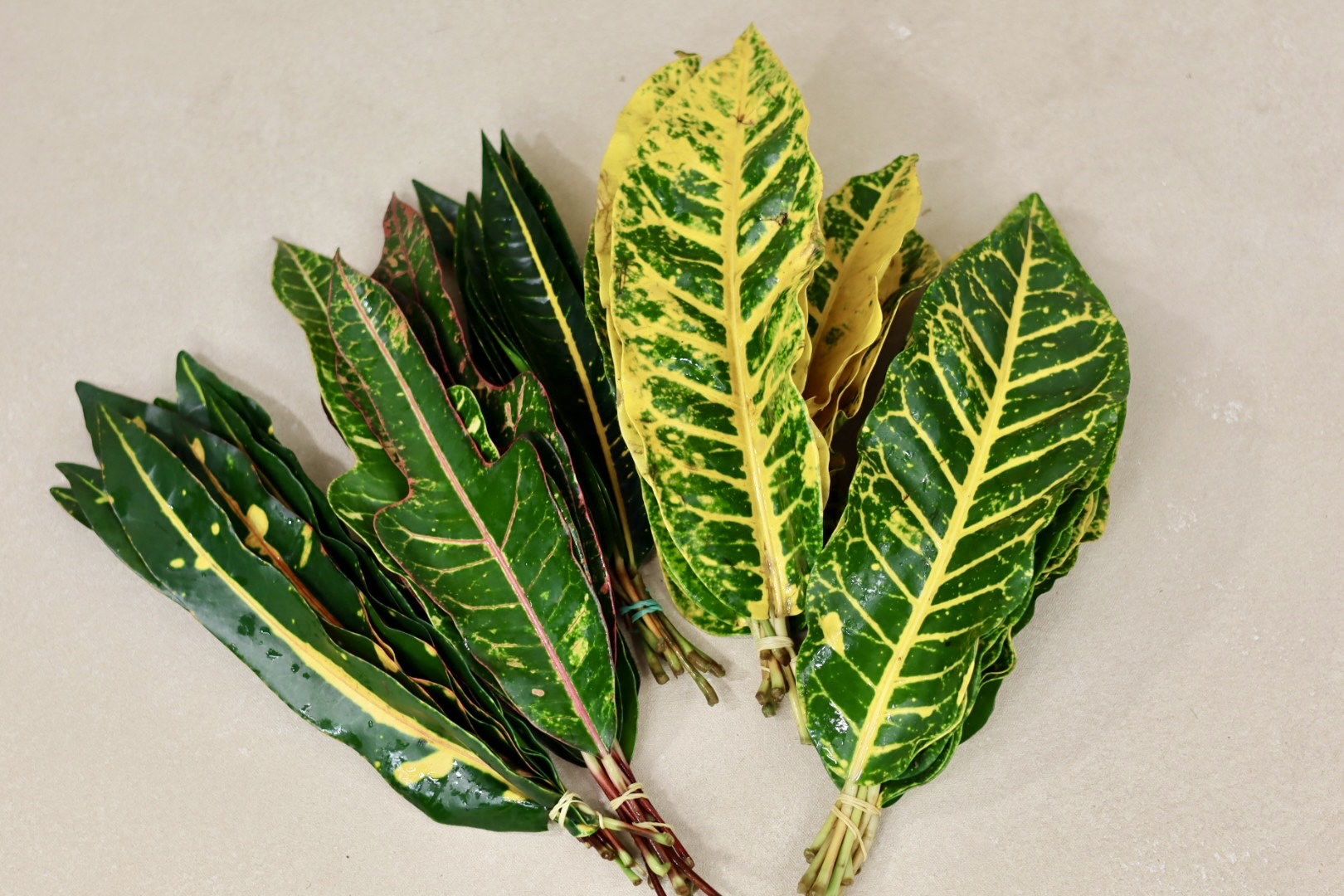 Croton