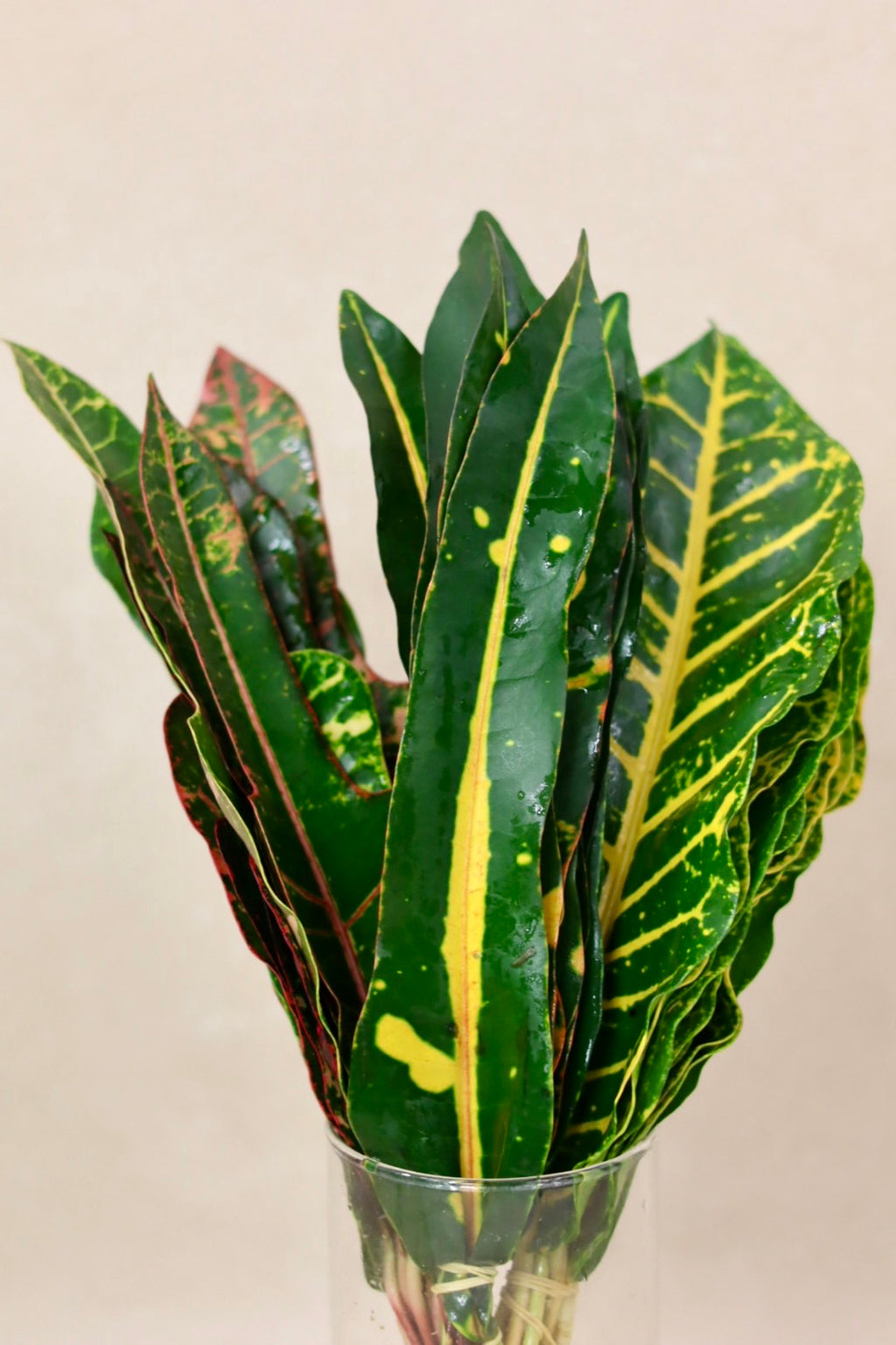 Croton
