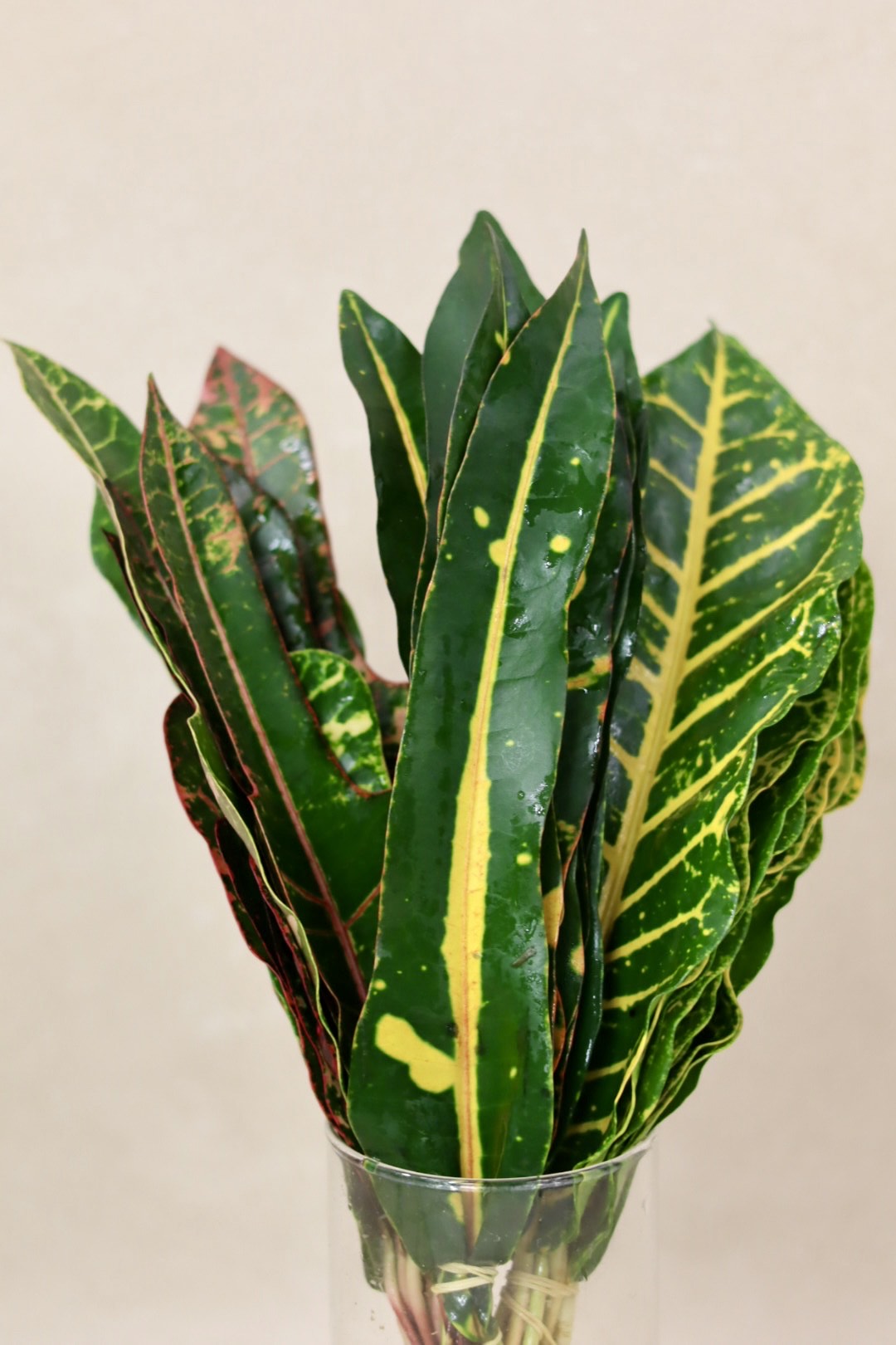Croton