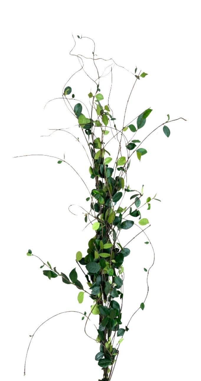 Jasmine Vine Garland
