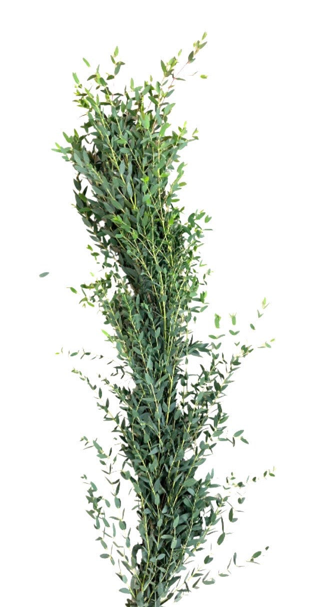 Parvafolia Eucalyptus Garland