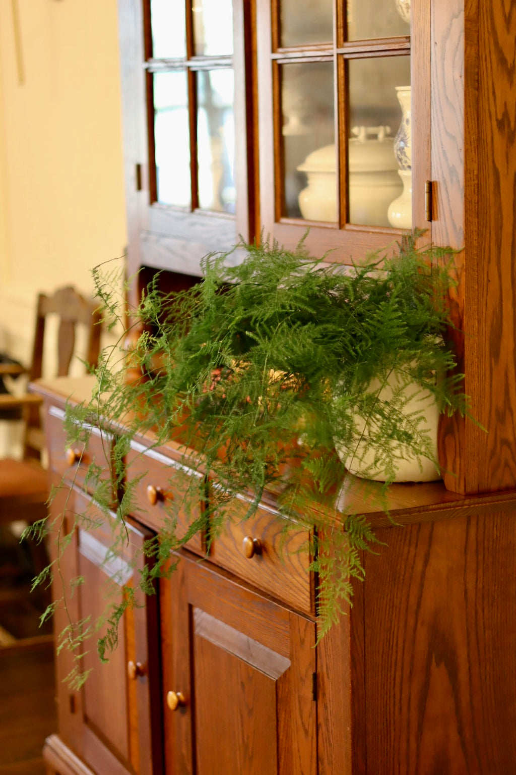 Plumosa