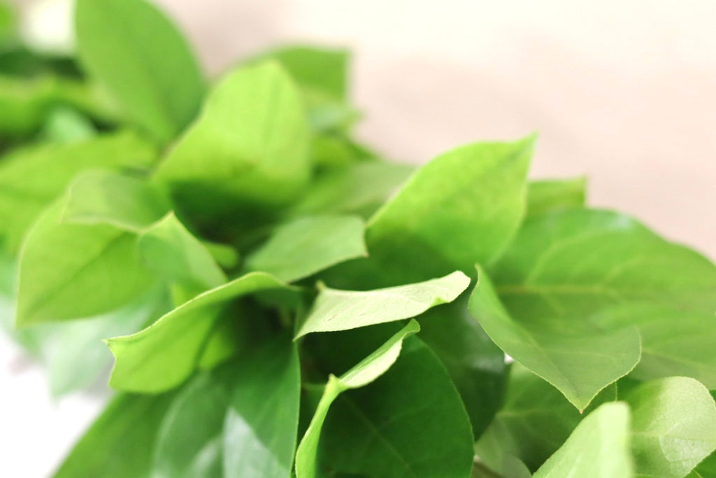 Salal Garland