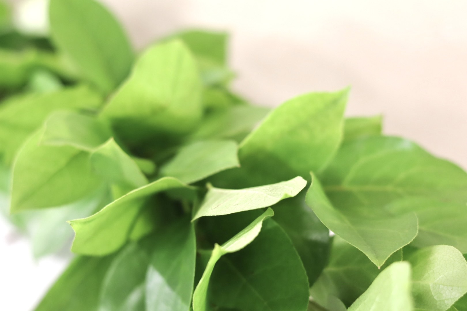 Salal Garland