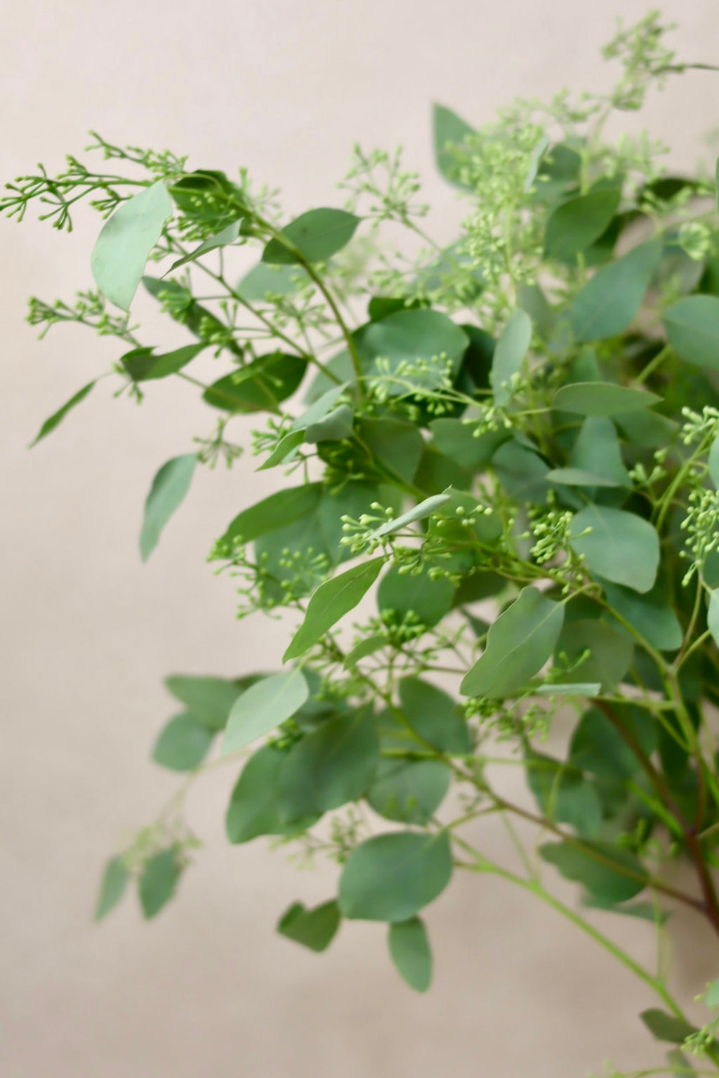 Seeded Eucalyptus
