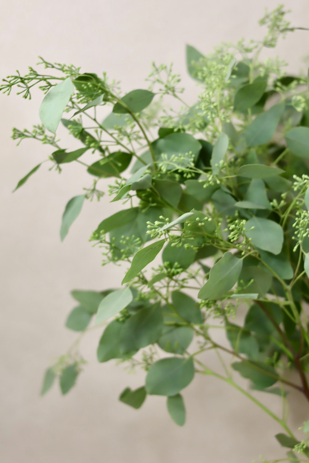 Seeded Eucalyptus