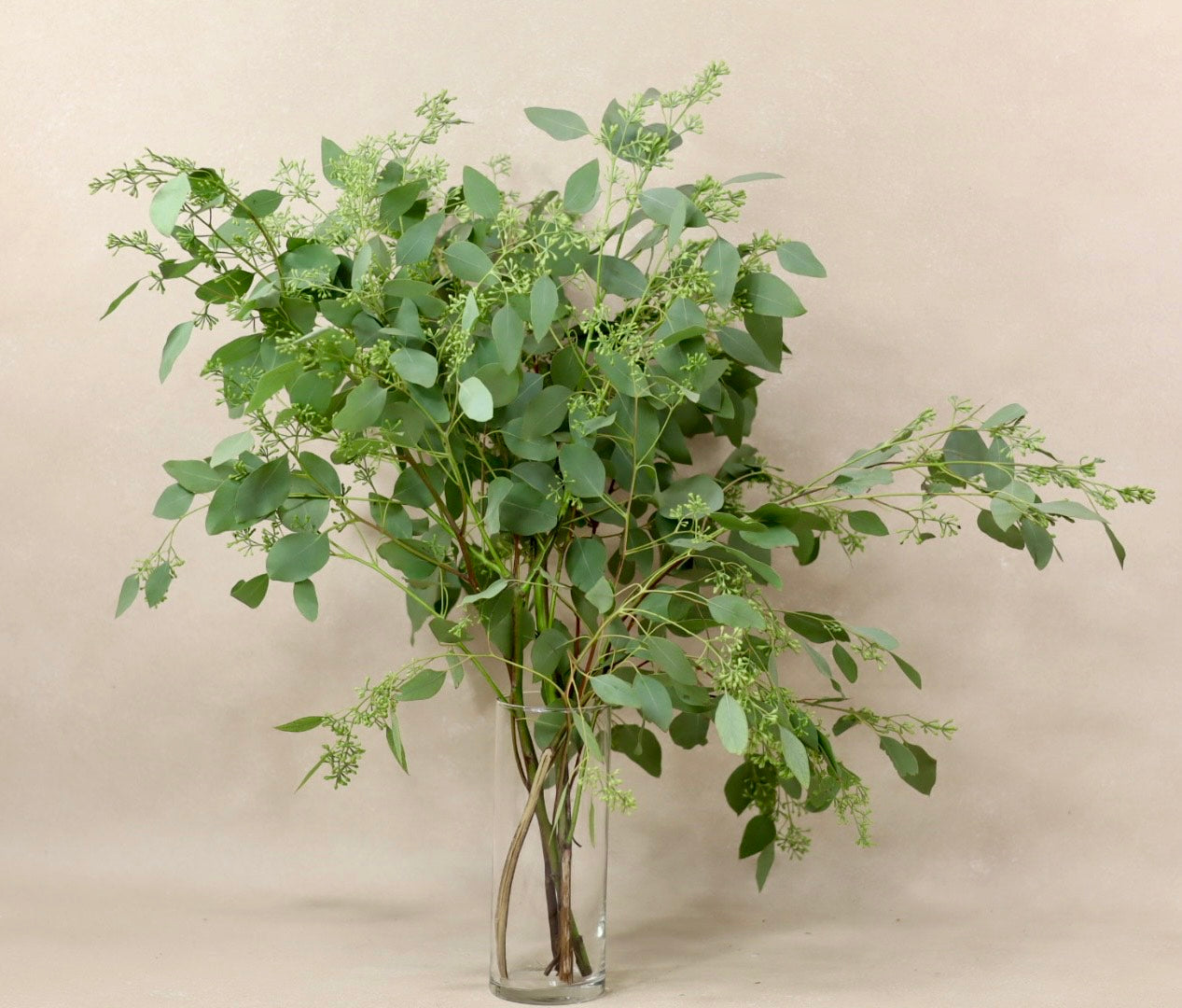 Seeded Eucalyptus