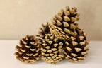 Select Cones 2" - 3"