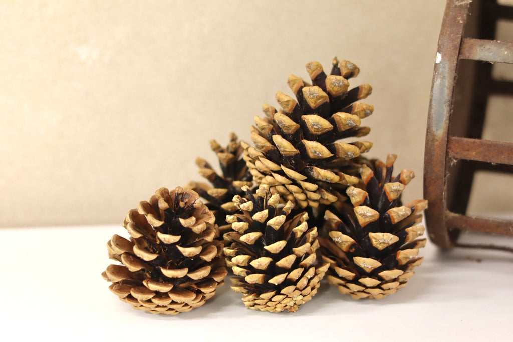 Select Cones 2" - 3"