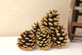 Select Cones 2" - 3"