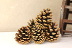 Select Cones 2" - 3"