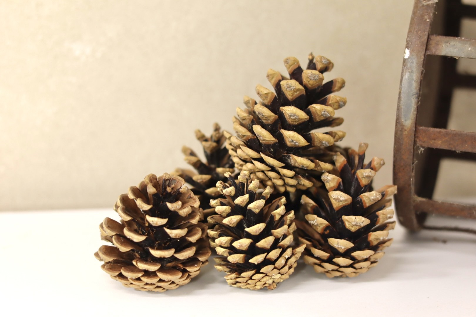 Select Cones 2" - 3"