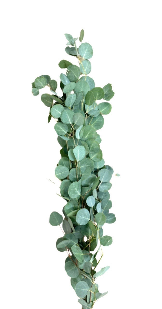 Silver Dollar Eucalyptus