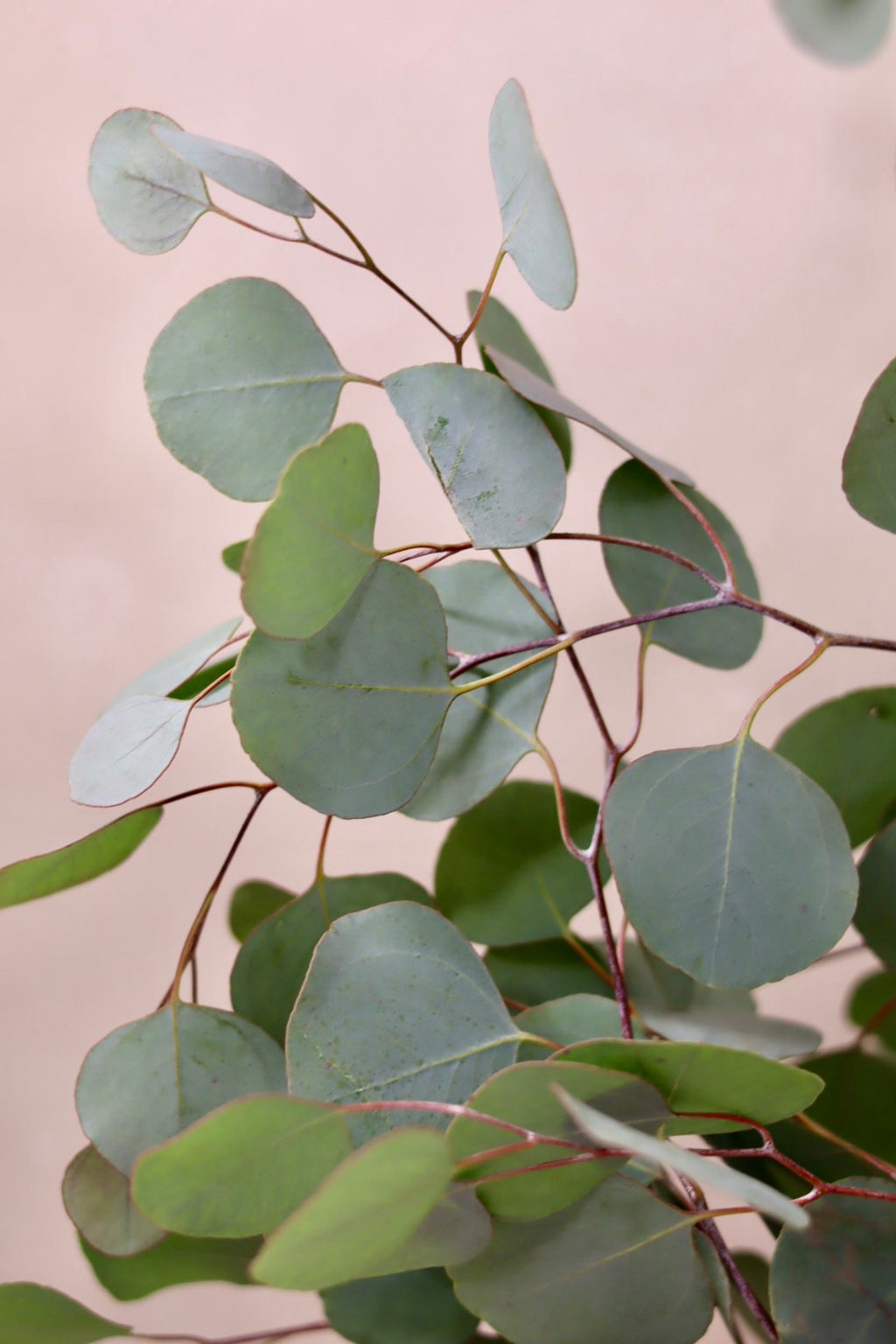 Silver Dollar Eucalyptus